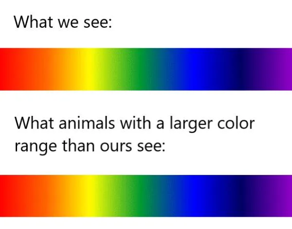 animar color range meme