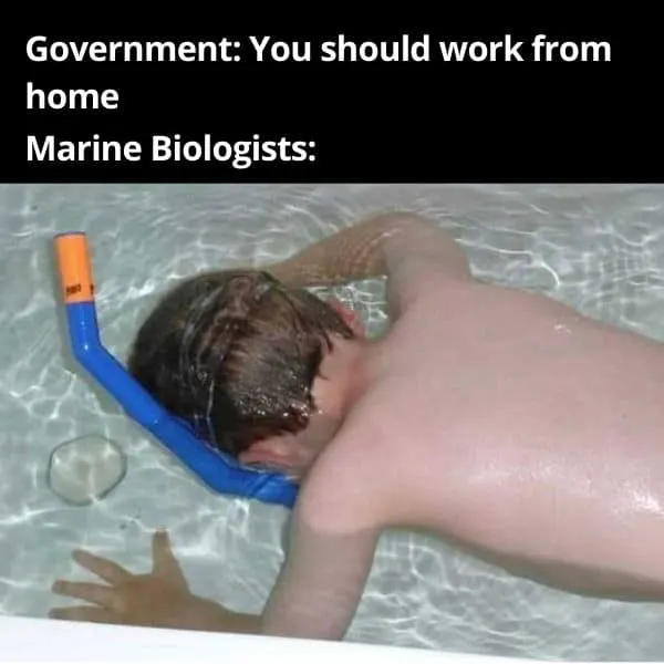marine biologists working from home meme
