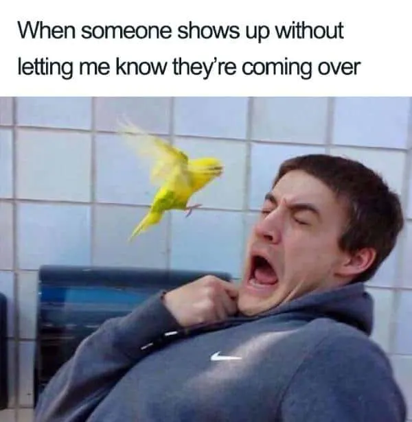 hilarious bird scares guy introvert meme